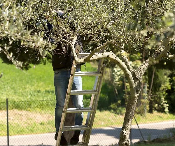 Bed and breakfast Il Frantoio